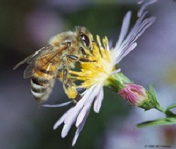 Οι μέλισσες χάνουν την ανοσία τους λόγω της ρύπανσης