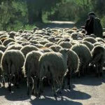 Η χώρα των προβάτων