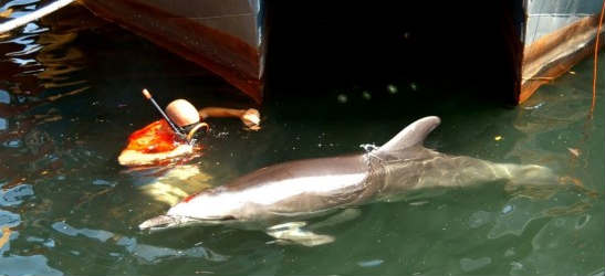 Σάμος | Επιχείρηση επανένταξης δελφινιού στο φυσικό του περιβάλλον