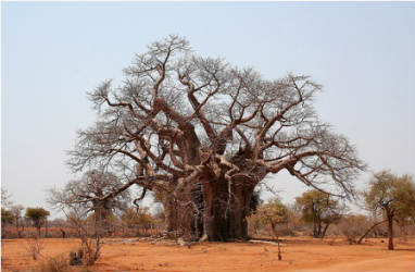 Ιρόκο | Το δέντρο που συγκρατεί τις εκπομπές του διοξειδίου του άνθρακα στο έδαφος!