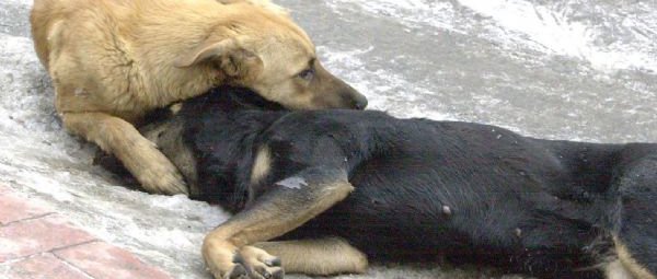 Ικαρία | Ομάδα Εθελοντών στίρωσε 64 σκυλιά και γατιά