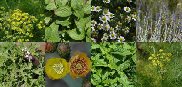 709-aromatic plants and herbs