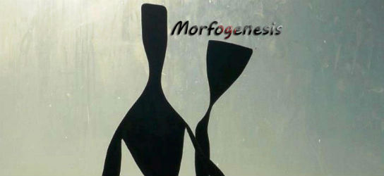 morfogenesi