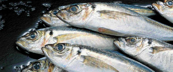 Διάθεση αλιευμάτων και οπωροκηπευτικών σε κοινωφελή ιδρύματα του Πειραιά