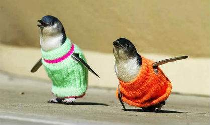 Φιλόζωοι προσέφεραν 44.000 πουλόβερ για τους πιγκουίνους