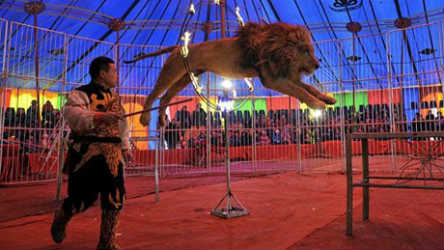 Τέλος οι τίγρεις και τα λιοντάρια στα τσίρκο της Βρετανίας