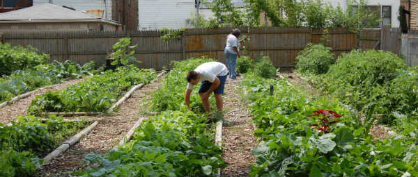 garden