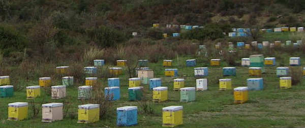 Μεγάλη νίκη για τις μέλισσες | Η ΕΕ απαγόρευσε διαδεδομένα παρασιτοκτόνα