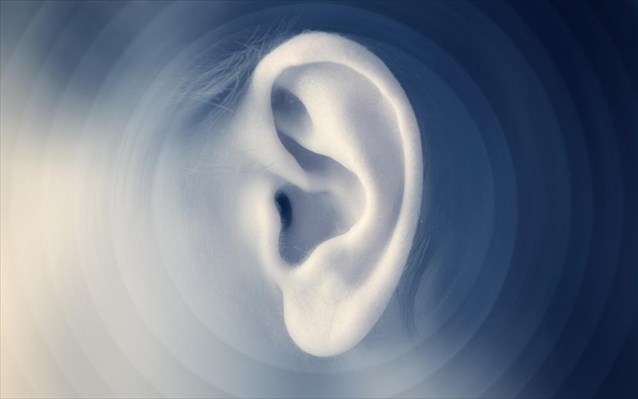 Τεχνητό αυτί από ιστούς ζώων