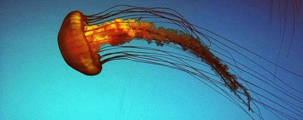 perierga.gr - 20 ζώα που σκοτώνουν περίπου 2 εκατ. άτομα ετησίως!