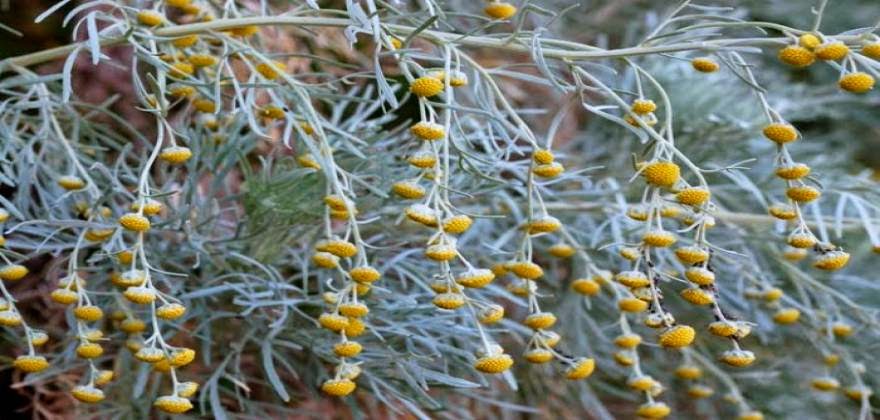 Αρτεμισία: To «θαυματουργό» φυτό της Κρήτης που σκοτώνει καρκινικά κύτταρα
