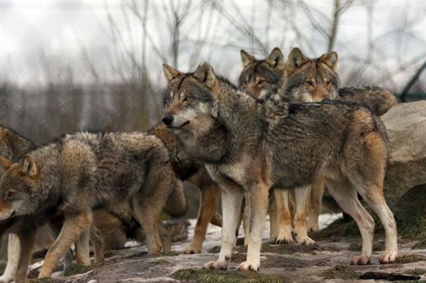 Το θαύμα της Φύσης: Πώς κατάφεραν 45 λύκοι να αλλάξουν ένα ολόκληρο οικοσύστημα