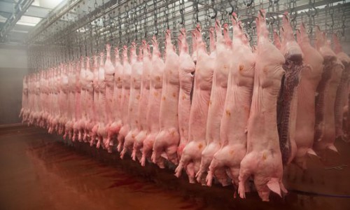 pig-carcasses-hanging-in