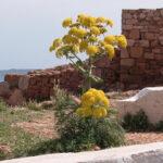 Νάρθηκας: Το φυτό που χρησιμοποίησε ο Προμηθέας, για να κλέψει την φωτιά από τους Θεούς